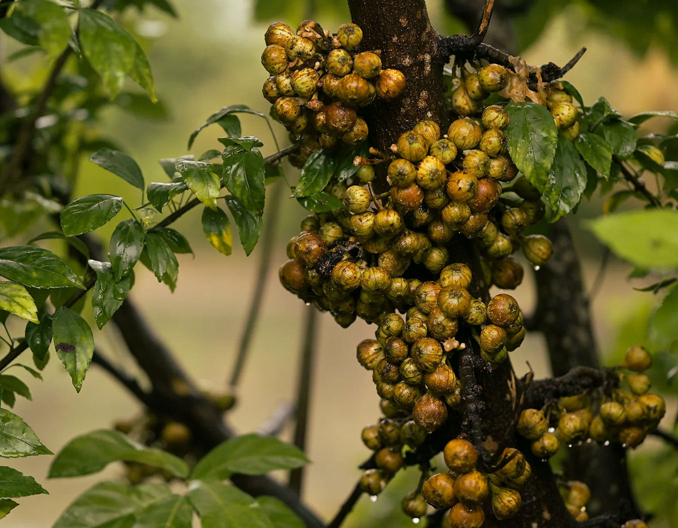 From nature’s<br> treasure trove
