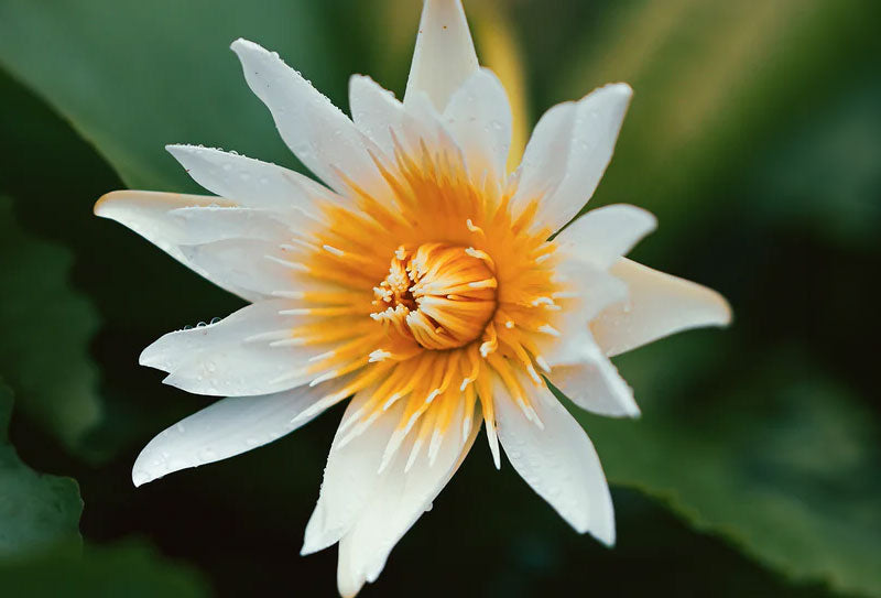 The hotspot of <br>floral diversity
