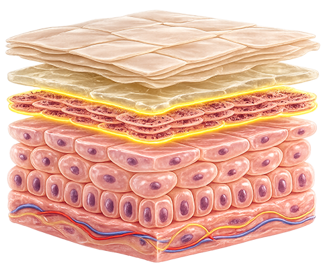 Stratum Granulosum