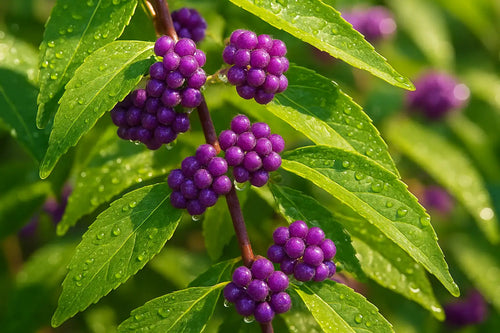 Callicarpa macrophylla