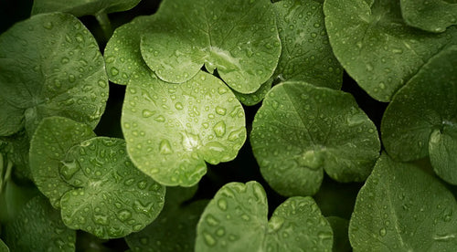 Centella asiatica